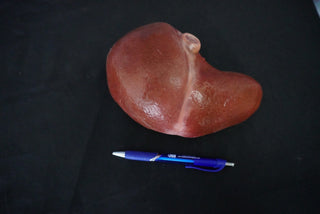 Silicone Small Liver Prop