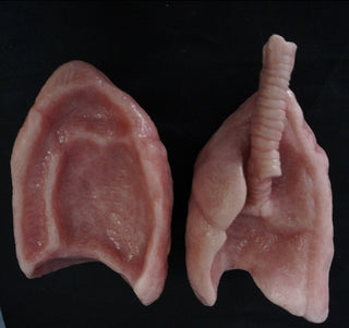 Silicone Lungs Pair