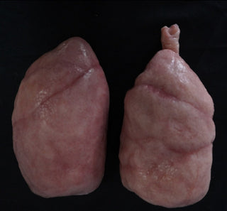 Silicone Lungs Pair