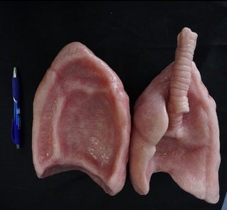 Silicone Lungs Pair