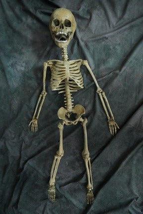 Toddler Skeleton