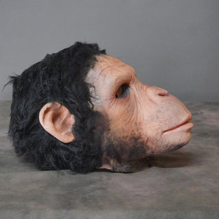 Chimp Head