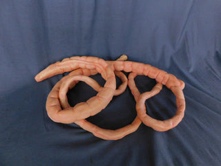 8ft Flex Intestines