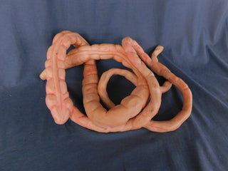 8ft Flex Intestines