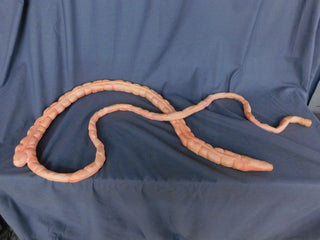 8ft Flex Intestines