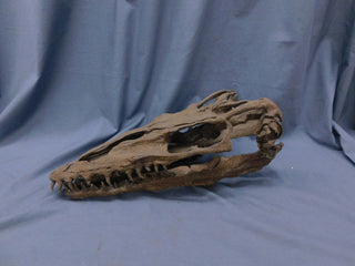 Mosasaur Skull