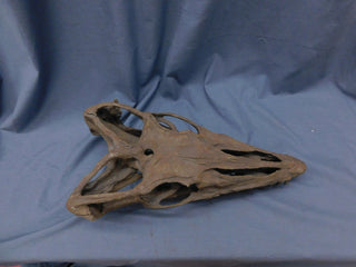 Mosasaur Skull
