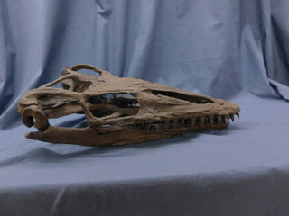 Mosasaur Skull