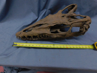 Mosasaur Skull