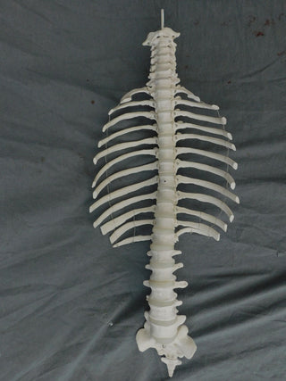 Open Ribcage Prop