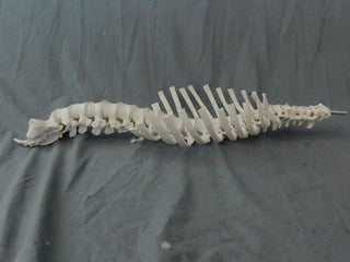 Open Ribcage Prop