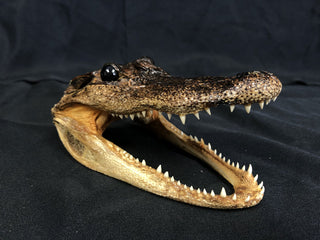 Taxidermy Alligator Head