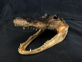 Taxidermy Alligator Head