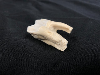 Cow Tooth