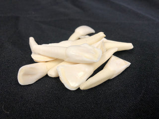 Water Buffalo Tooth