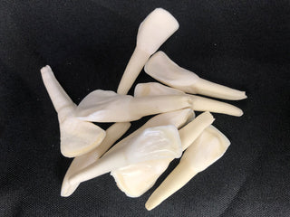 Water Buffalo Tooth