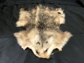 Opossum Pelt