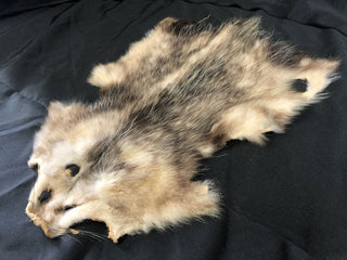 Opossum Pelt
