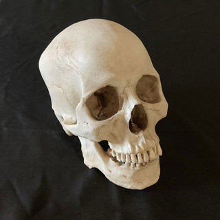 Kenzo Skull