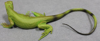 Small Iguana Replica