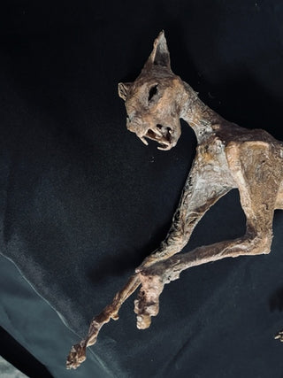 Mummified Cat Prop