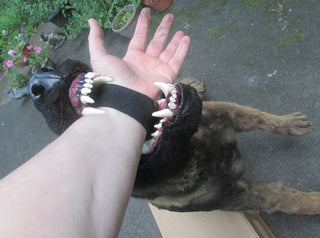 Belgian Rigged Dog Prop