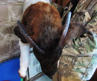 Boer Goat Prop - Special Order
