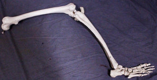 Full Skeletal Leg