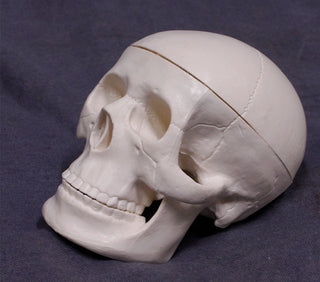 Mini Skull Replica