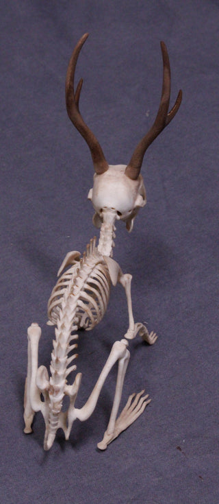 Jackalope Skeleton