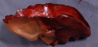 Dura Sallow Peeled Face Skin