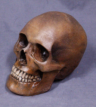 Human Corpse Prop Foam Rubber Skull Replica – Dapper Cadaver Props