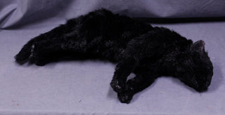Closed Eye Black Cat Prop