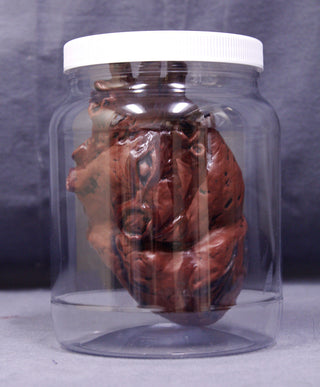 Replica Specimen Jar, Human Heart
