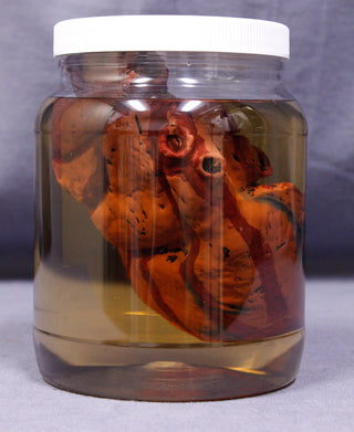 Replica Specimen Jar, Human Heart
