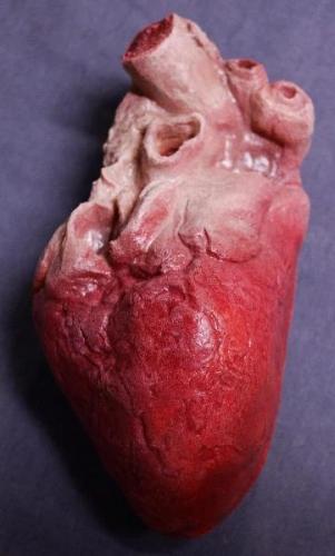 Lifelike Human Heart, Large