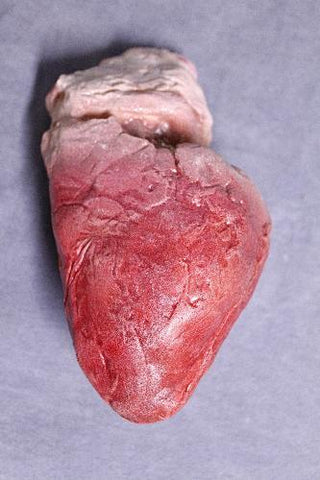 Lifelike Human Heart, Large