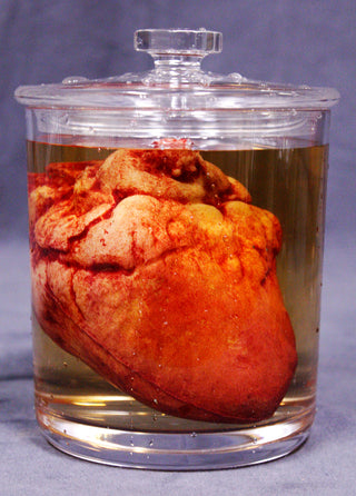Small Lifelike Heart Apothecary Specimen Jar