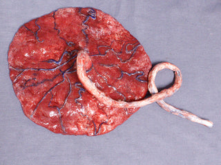 Silicone Placenta Prop