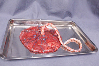 Silicone Placenta Prop