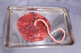 Silicone Placenta Prop