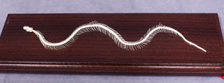 Snake Skeleton, Non-Venomous Snake