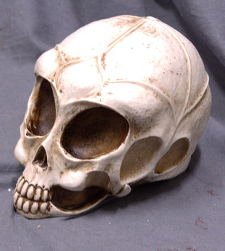 Decorative Alien Skull