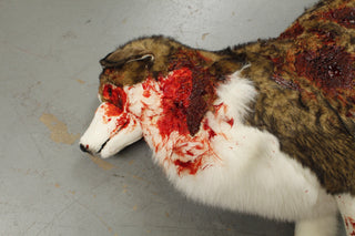 Wounded Brown Husky