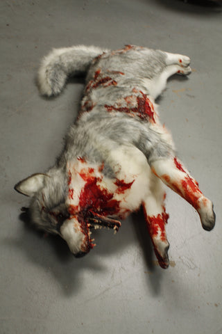Wounded Gray Husky