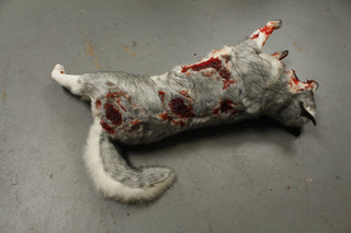Wounded Gray Husky