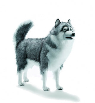 Husky Dog Prop
