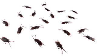 Fake Roach Set