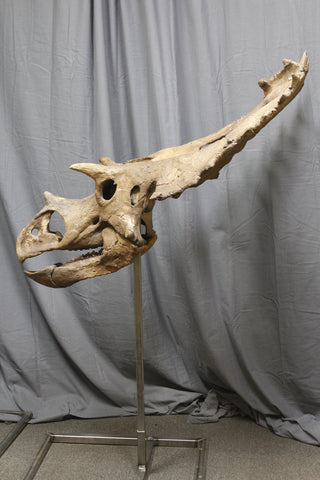 Triceratops Skull Replica Rental