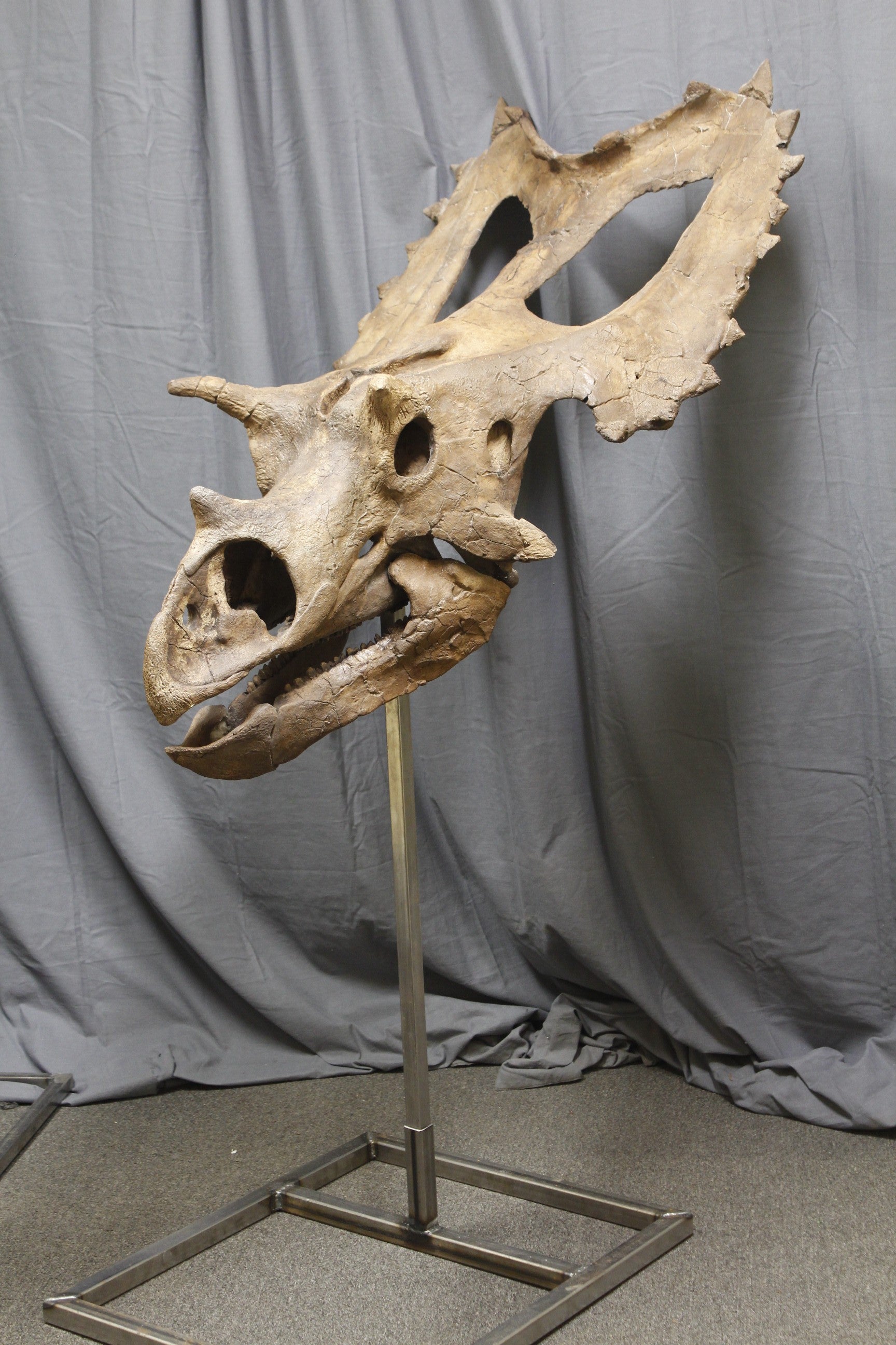 Triceratops Skull Fossil triceratops-skull-fossil